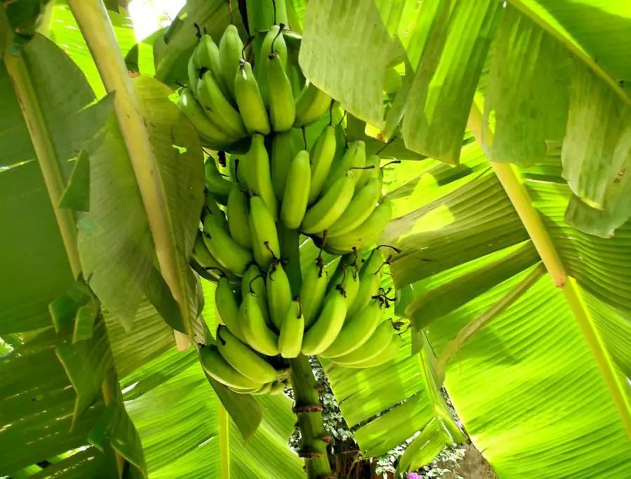 fruit hanging on a banana plant