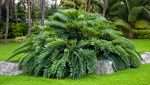 Palm-Like Houseplants - Cardboard Palm