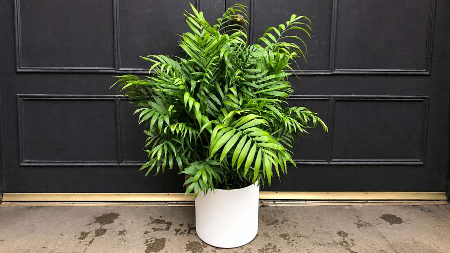 Parlor Palm - Chamaedorea elegans