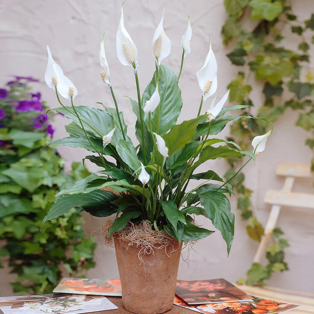 Why Choose Peace Lily Plants?