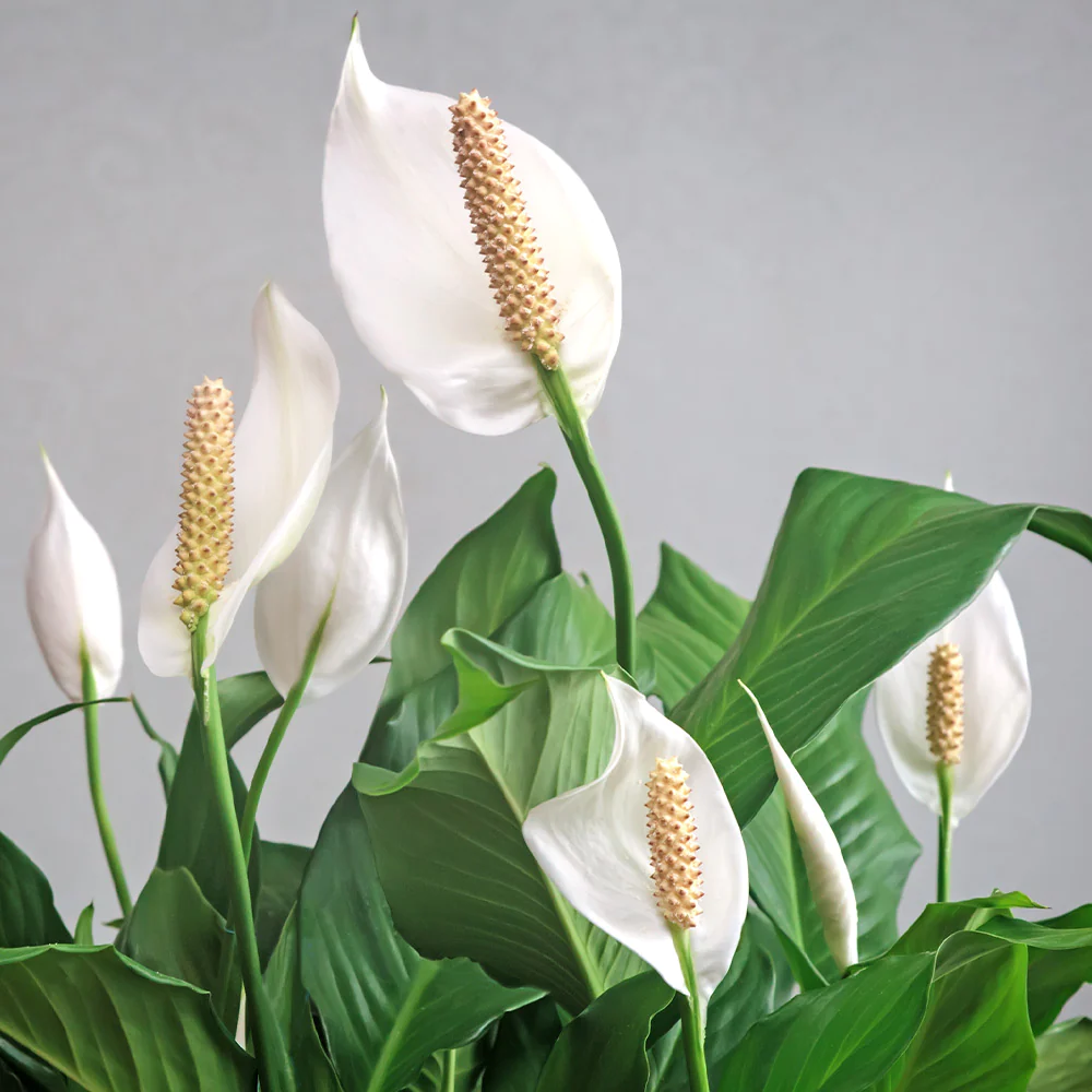 How To Care For Peace Lily Indoors
