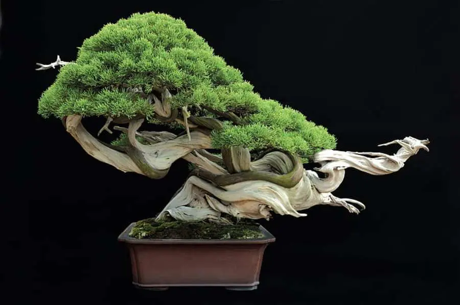 Penjing vs Bonsai 7 Intriguing Differences