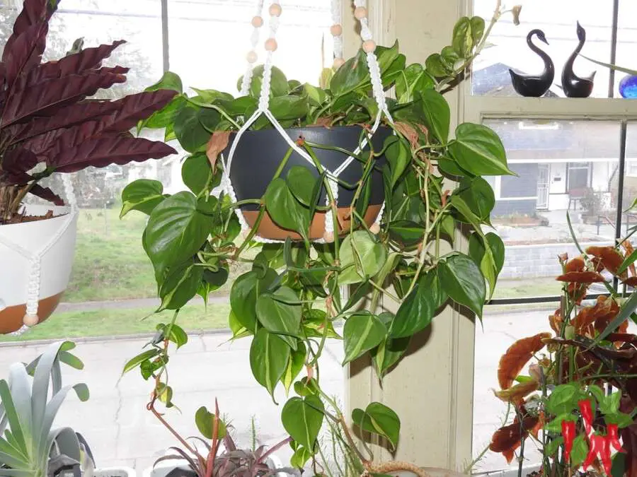 Philodendron Care Indoors