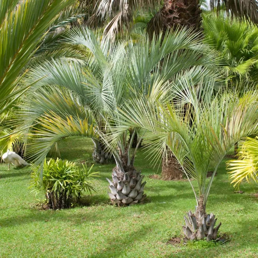 What Is A Pindo Palm ?