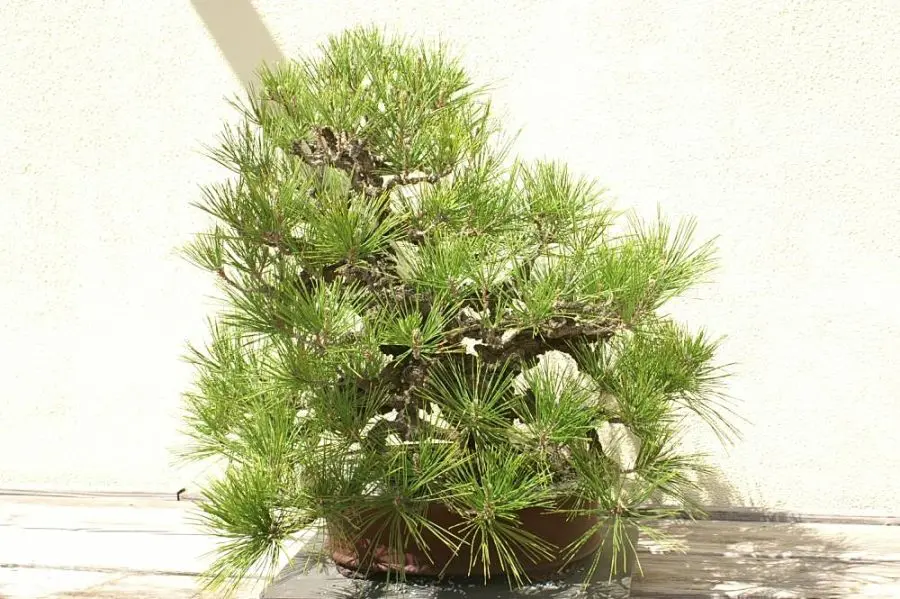 Pinus thunbergii Black Pine bonsai