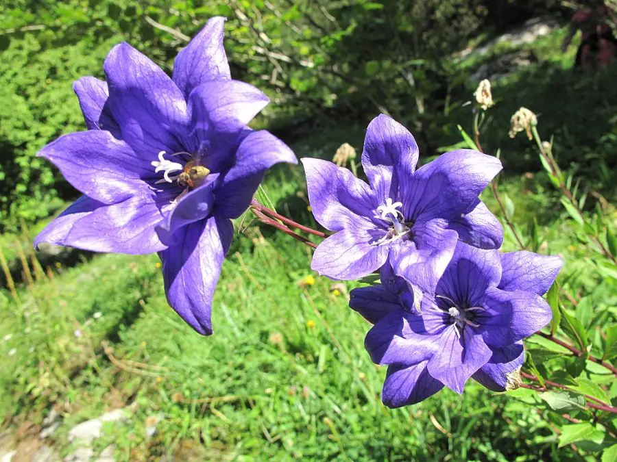 Growing Balloon Flowers from Seed