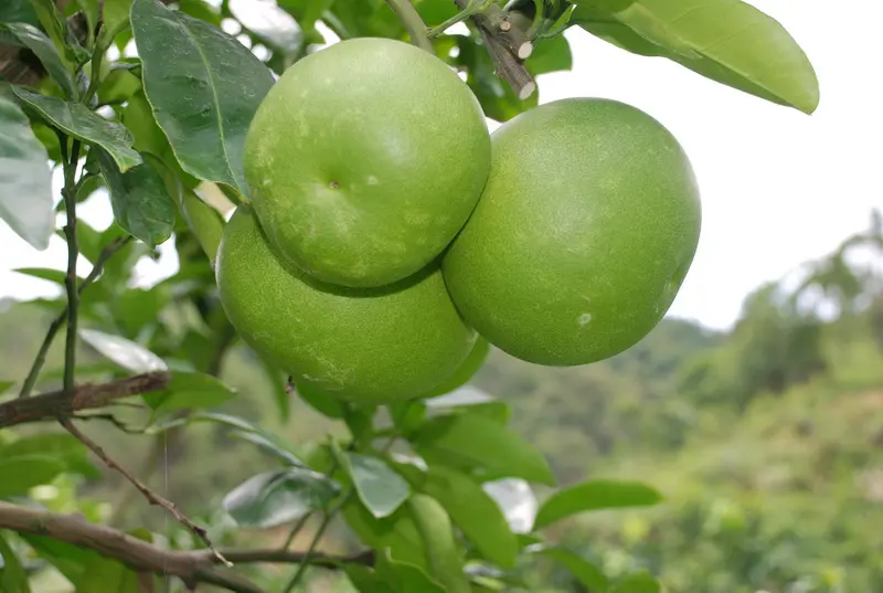 Can I Grow Pomelo in a Pot?