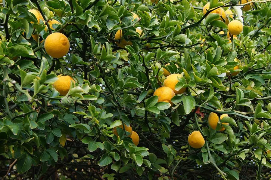 Trifoliate Orange Care How To Train Your Flying Dragon