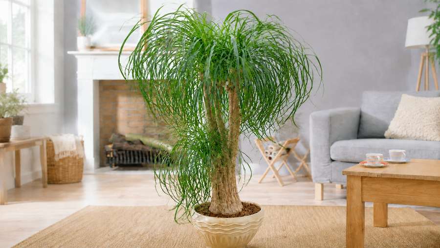 Ponytail Palm - Beaucarnea recurvata