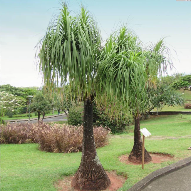 ponytail palms growing outdoors