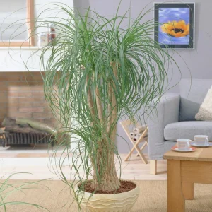 How To Care For A Ponytail Palm Indoors