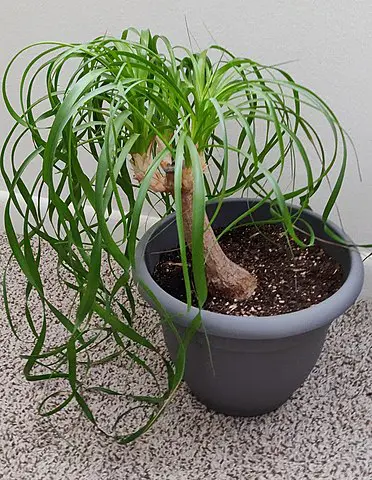 ponytail in pot