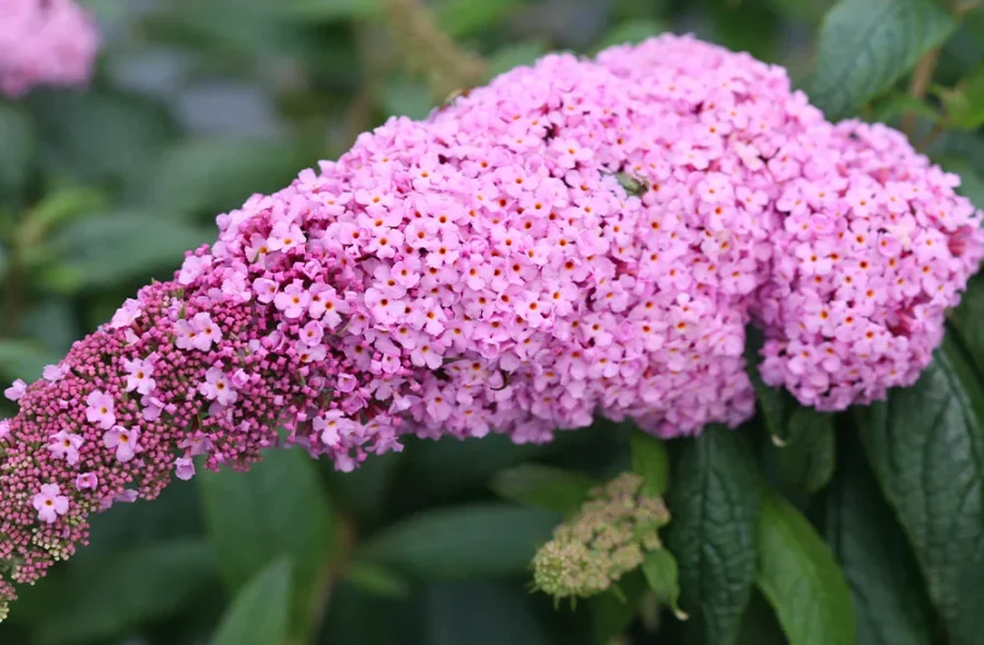 Pugster Butterfly Bush Care