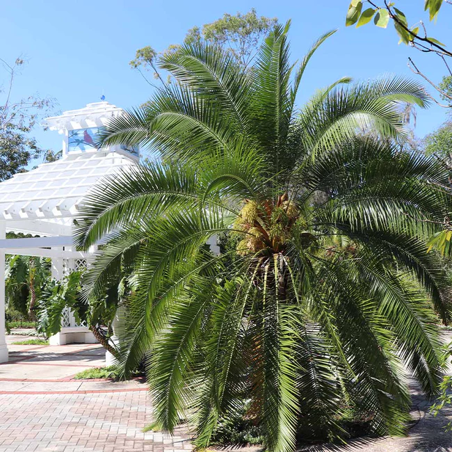 Pygmy Date Palm - Phoenix roebelenii