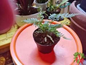 Rabbit's Foot Fern Care Indoors - Davallia fejeensis