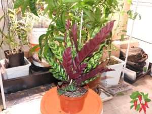Rattlesnake Plant Indoor Care