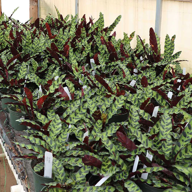 Rattlesnake plants Calathea lancifolia