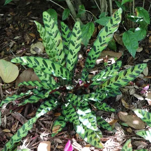 Calathea Care Indoors Made Easy: