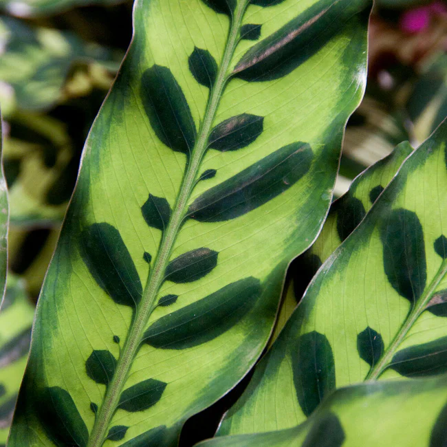 rattlesnake plant leaves