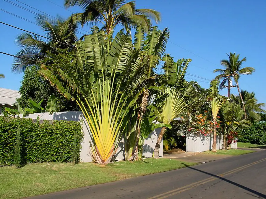 traveller palm in pot