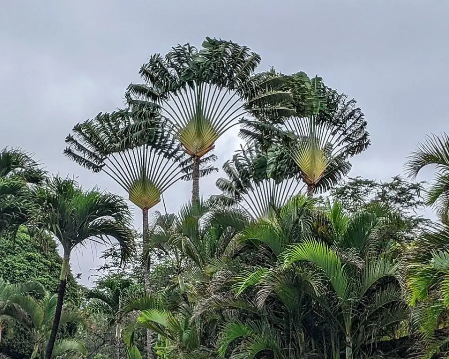 traveller palm in pot