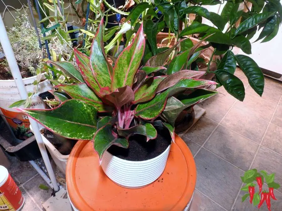 Red Aglaonema