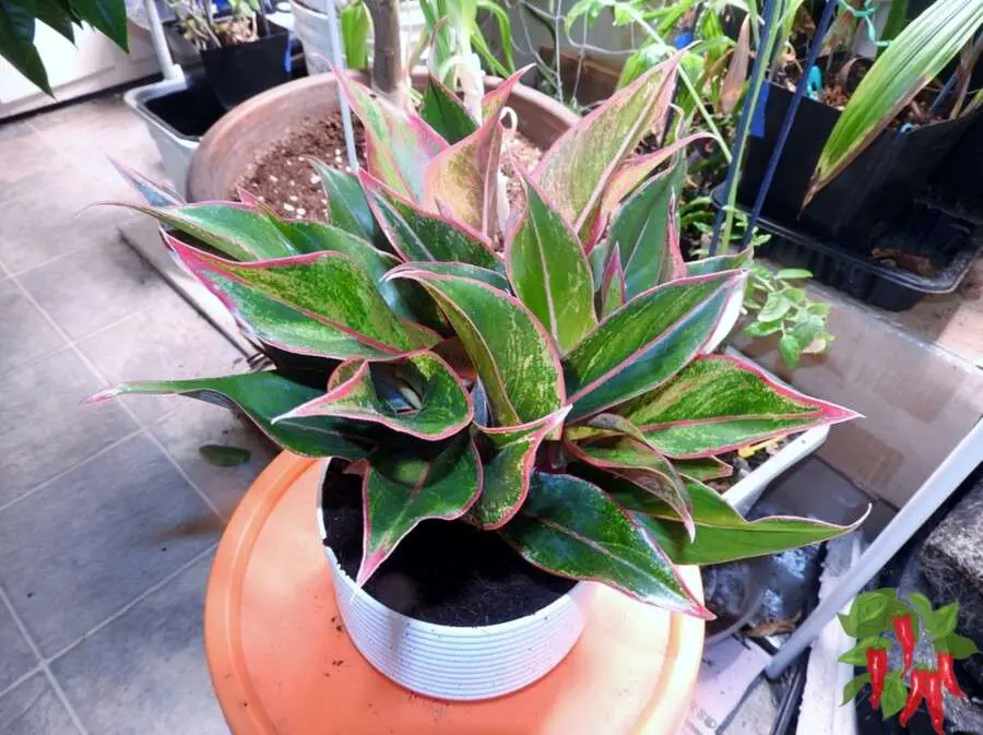 Red Chinese Evergreen Care Tips