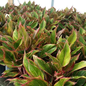 Red Chinese Evergreen Care