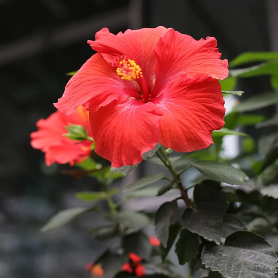 red tropical Hibiscus flower