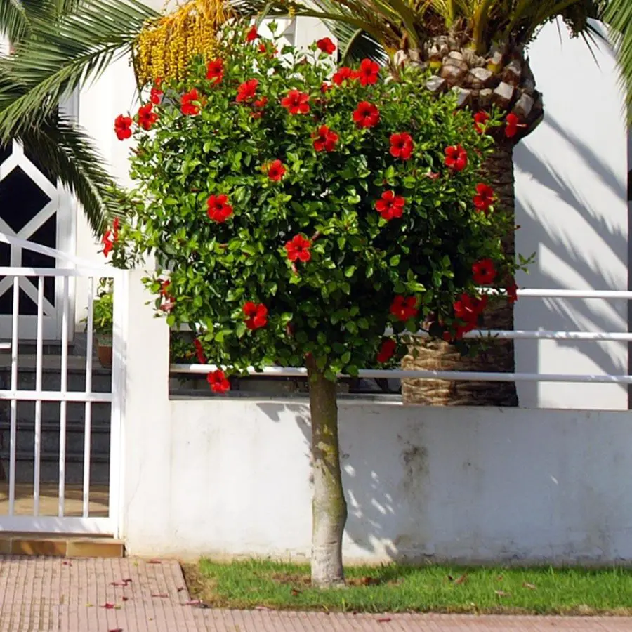 red tropical Hibiscus tree outdoors