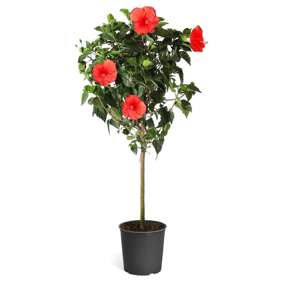 red tropical Hibiscus potted plant