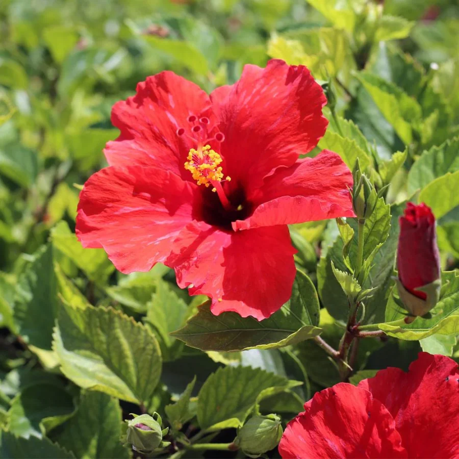 red hibiscus flowers