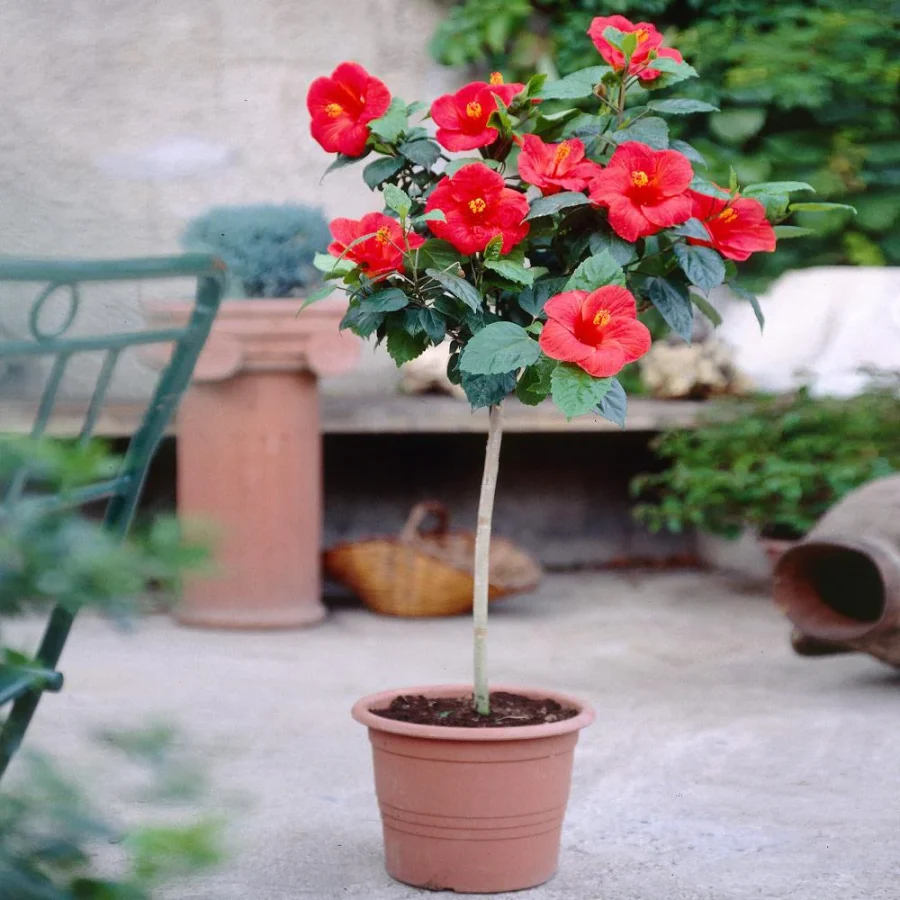 red tropical Hibiscus tree indoors