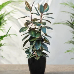 Rubber Plant Care Indoors