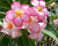 Adenium arabicum: