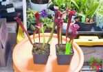 Sarracenia Judith Hindle Pitcher Plant