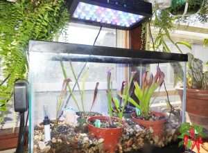 Sarracenia Pitcher Plant Terrarium
