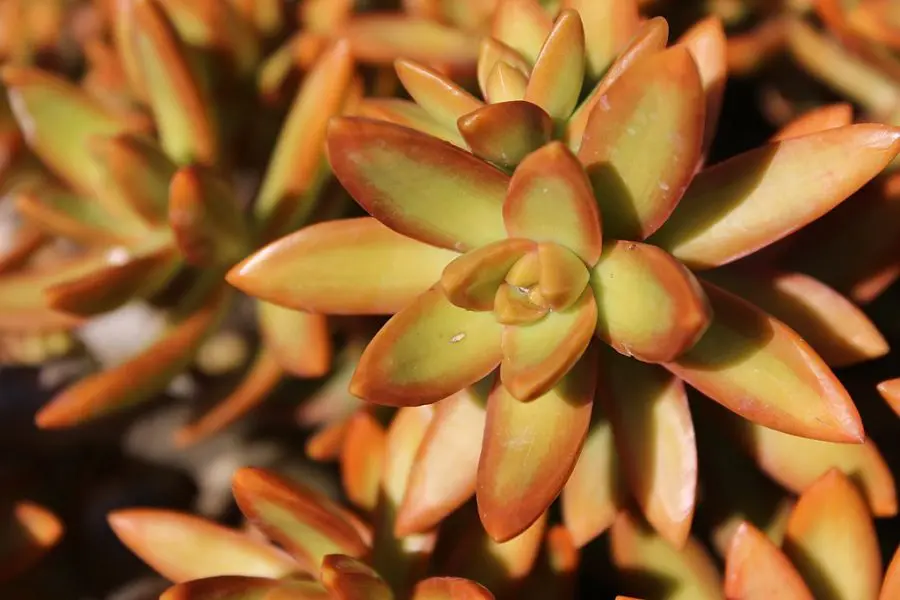 Sedum Adolphii Care: 13 Golden Sedum Growth Tips