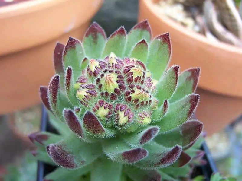 Growing Hens And Chicks Indoors