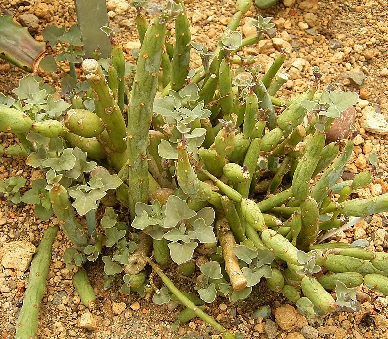 Discover the Candlestick Plant Succulent: 9 Curio Articulatus Care Tips