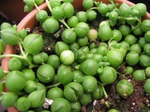 How To Care For A String Of Pearls Plant