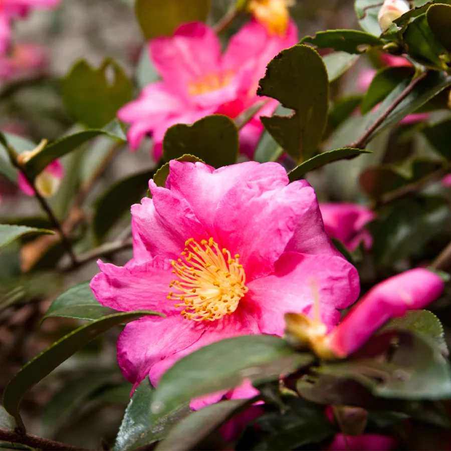 Camellia 'Shishi Gashira' flowers