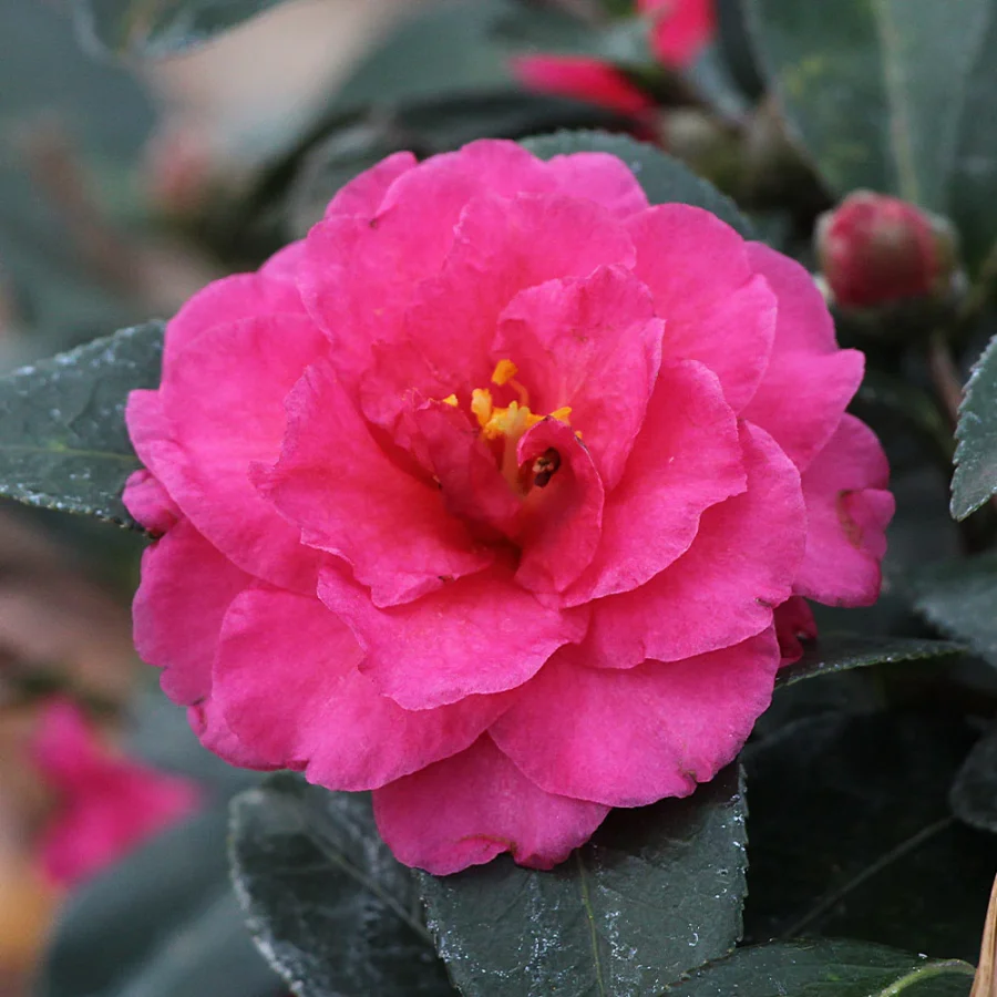 Camellia 'Shishi Gashira' pink flower