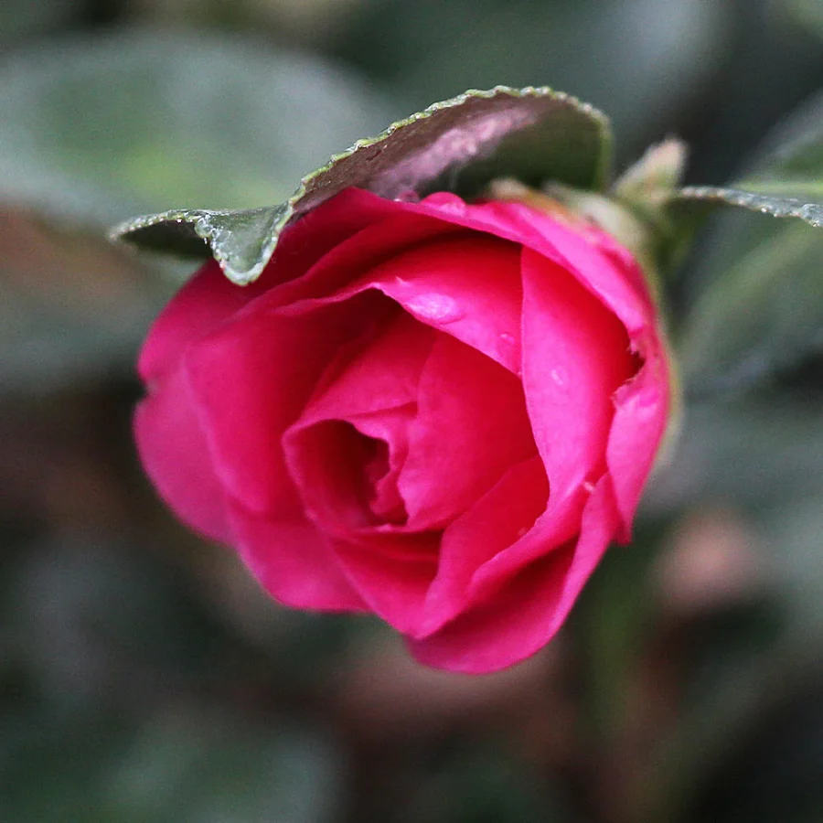 Camellia 'Shishi Gashira' double pink flower