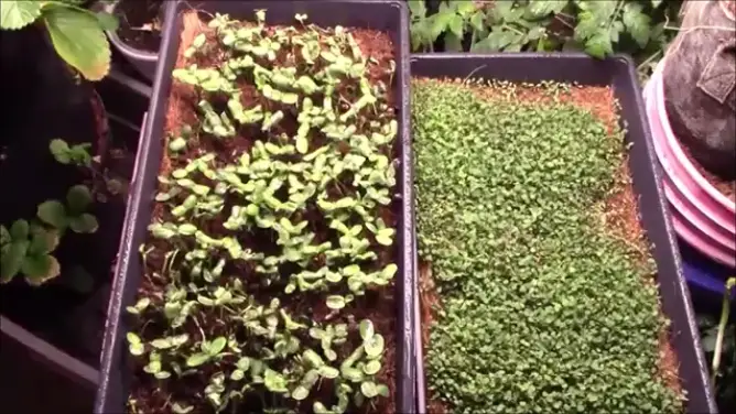 Growing Your Own Microgreens