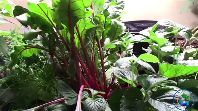Growing Beets And Carrots In Containers
