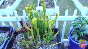 Sarracenia Pitcher Plant Care