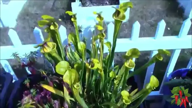 sarracenia flava in my outdoor garden