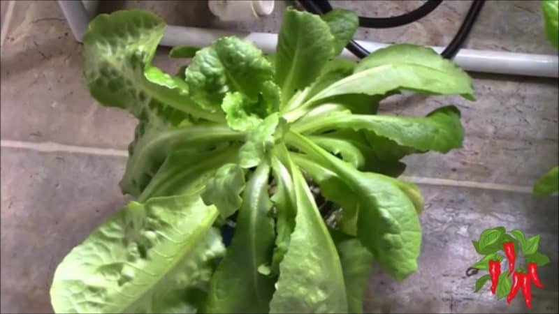 Mason Jar Kratky Lettuce