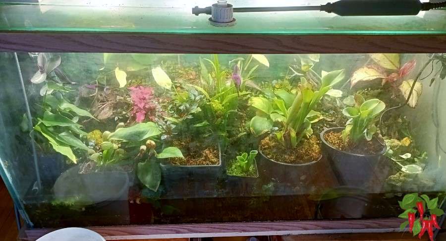 These Houseplants Are Not Going Dormant In Winter